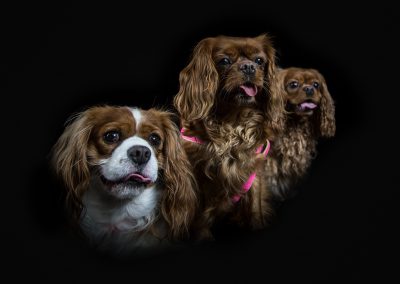 3 Lovely little Dogs